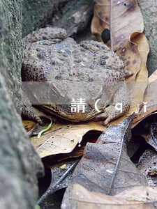 請(qǐng)病假了！需要扣工資嗎？